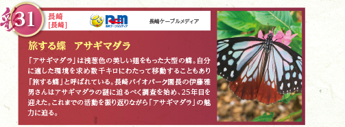 「アサギマダラ」は浅葱色の美しい翅をもった大型の蝶。自分に適した環境を求め数千キロにわたって移動することもあり「旅する蝶」と呼ばれている。長崎バイオパーク園長の伊藤雅男さんはアサギマダラの謎に迫るべく調査を始め、25年目を迎えた。これまでの活動を振り返りながら「アサギマダラ」の魅力に迫る。